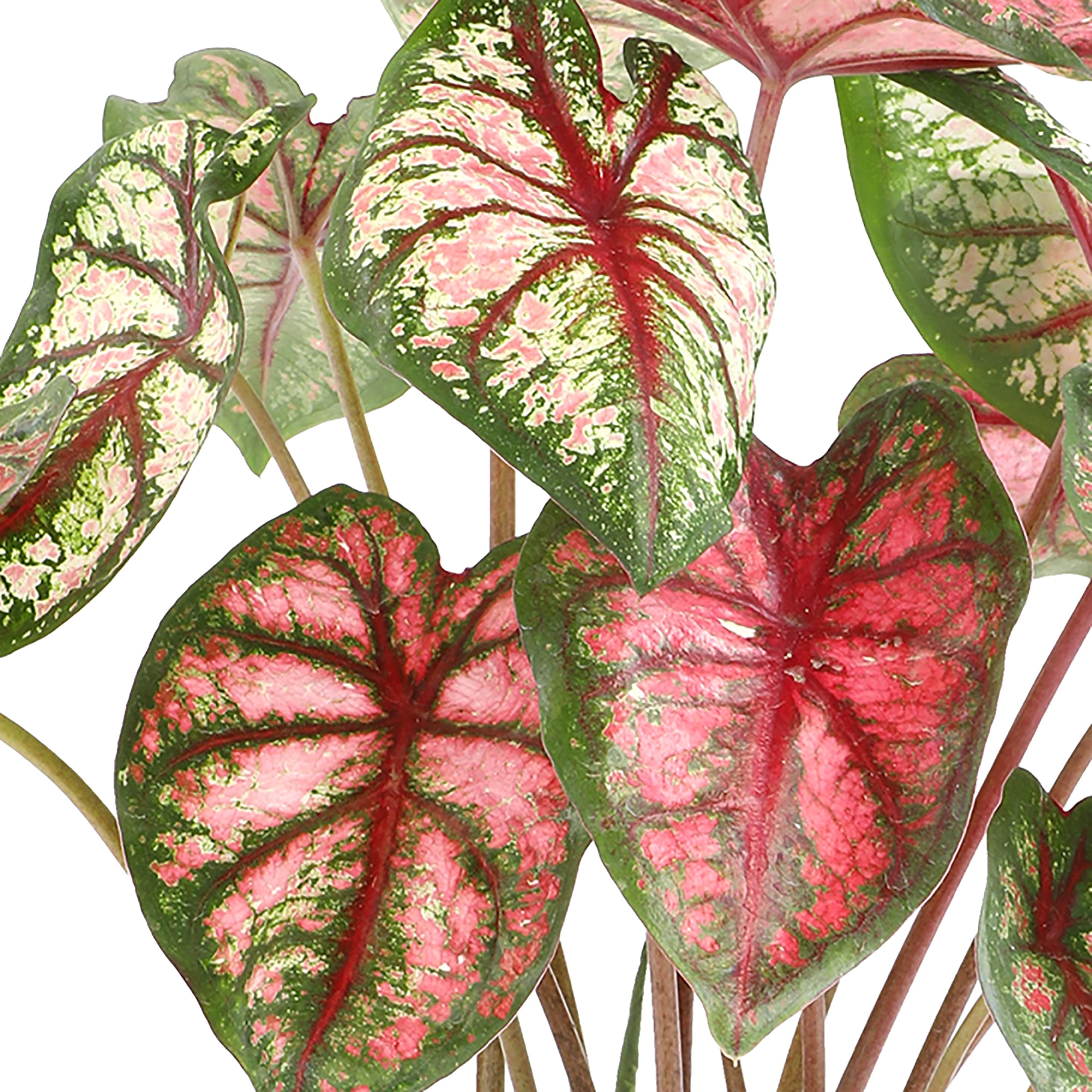 Altman Plants Caladium Pink Strap Leaf, 1 gal. Pot, Outdoor Live Plants, Full Sun to Part Shade