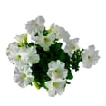 thumbnail image 2 of Planta petunia en maceta, 2 of 4
