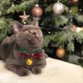 thumbnail image 4 of Collier pour Chat de Noël, Collier pour Chat des Fêtes, 4 of 5