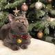 thumbnail image 4 of Collar de gato navideño, collar de gato navideño, 4 of 5