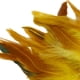 thumbnail image 4 of 50 Uds Plumas para manualidades BLESIY decoraciones de Plumas de pollo ligeras y suaves, 4 of 8