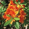 thumbnail image 2 of 3 Gal Pot, Fashion Azalea Potted Flowering Broadleaf Evergreen Shrub - 1 plant per offer, 2 of 3