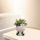 thumbnail image 5 of 3x s suculentas  de  de plantas de interior Artesanía de decoración para hogar Gloria macetas suculentas, 5 of 9