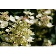 thumbnail image 2 of 1 Gallon PeeGee Hydrangea Shrub 6 Pack, 2 of 6