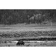 thumbnail image 2 of The Yellowstone Collection 18x13 Black Modern Framed Museum Art Print Titled - Grizzly, Lamar Valley, Yellowstone National Park, 2 of 4