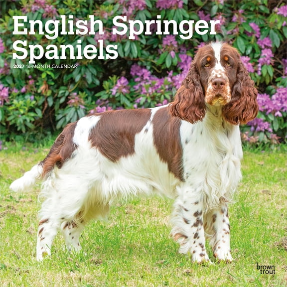 English Springer Spaniels | 2027 12x24" (Hanging) Wall Calendar | Plastic-Free