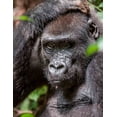 thumbnail image 3 of A KINGDOM FOR DZANGA GORILLAS BD, 3 of 3