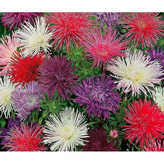 50 Needle Mix Aster Flower Seeds