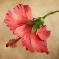thumbnail image 2 of Poinski, Dianne 15x15 Gold Ornate Wood Framed with Double Matting Museum Art Print Titled - Hibiscus 101, 2 of 4