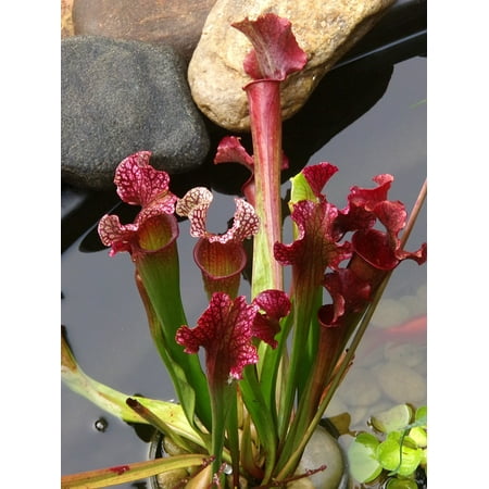 Canvas Print Water Pitcher Plant Plant Water Garden Pitcher Stretched Canvas 10 x (Best Stretches For Pitchers)