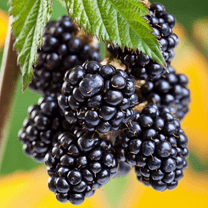 2 Arapaho Thornless BlackBerry Plants Live for Planting 5 to 8 Inch Tall, Arapaho BlackBerry Bush Live Plant, Thornless Blackberries Live Plants