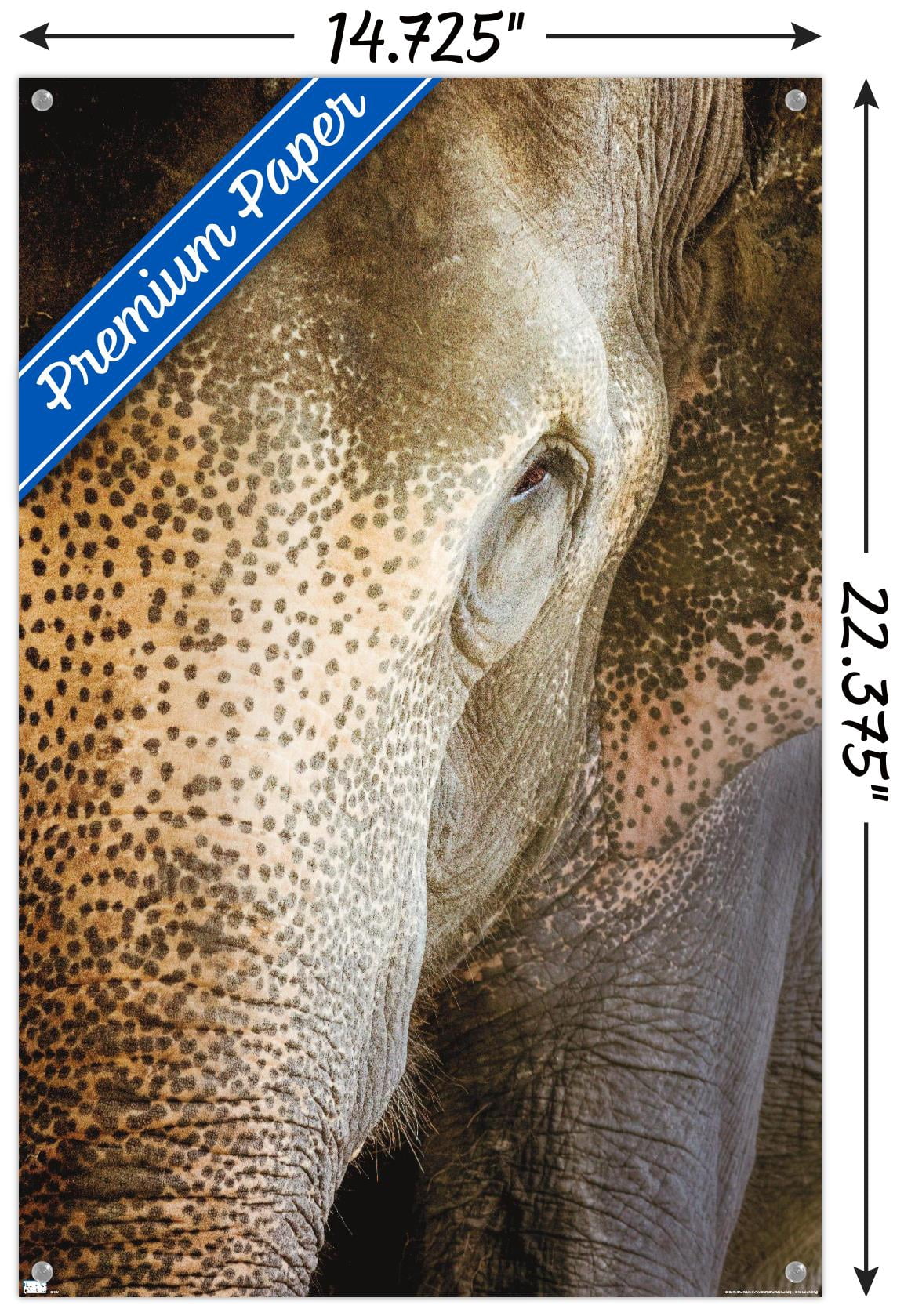 Beth Sheridan - Indian Elephant Wall Poster with Pushpins, 14.725" x 22.375"
