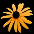 thumbnail image 2 of Leahy, Ike 26x26 White Modern Wood Framed Museum Art Print Titled - Rebecca Daisy, 2 of 4