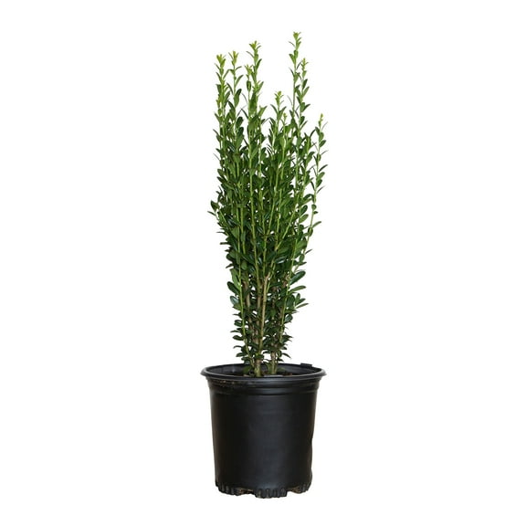 Expert Gardener Sky Pencil Holly (2.5 Quart) Narrow and Upright Evergreen Shrub - Full Sun Live Outdoor Plant