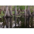 thumbnail image 2 of Jones, Adam 24x17 Black Ornate Wood Framed with Double Matting Museum Art Print Titled - Early spring view of cypress trees reflecting on blackwater area of St Johns River-central Florida, 2 of 4