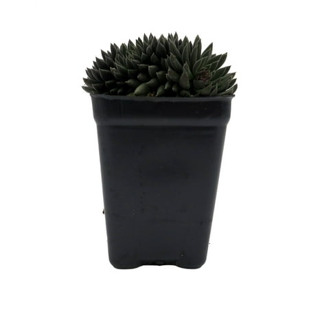 Crested Sedum- 2.5" Pot