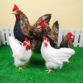 thumbnail image 4 of Dalazy Modèle Réaliste de Poule Sculpture Réaliste de Poulet Figurine Animale Brun L 1Set, 4 of 6