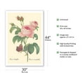 thumbnail image 2 of Rose Centifolia (One Hundred-Leaved Rose) - from “Choix des Plus belles Fleurs“ - Vintage Botanical Illustration by Pierre-Joseph Redouté c.1833 - Fine Art Matte Paper Print (Unframed) 30x44in, 2 of 4