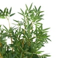 thumbnail image 4 of DecMode 59" Artificial Bamboo Tree in Realistic Leaves and Brown Seagrass Pot, 4 of 9