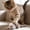 2, variant on 3 Pack Realistic Plush Mouse Cat Toys Small Portable Size for Carrying and Biting Self Play Chewing Set for Indoor Cats, 5 Inch
