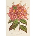thumbnail image 2 of Charles Antoine Lemaire 13x18 Black Ornate Wood Framed Double Matted Museum Art Print Titled - Azale Couproet the Flore Hort. Shut (1854-1896), 2 of 5