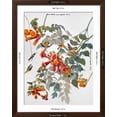 thumbnail image 5 of Art.com Audubon: Hummingbird Giclee Print by John James Audubon, Brown Frame Wall Art, 32" x 40", 5 of 5