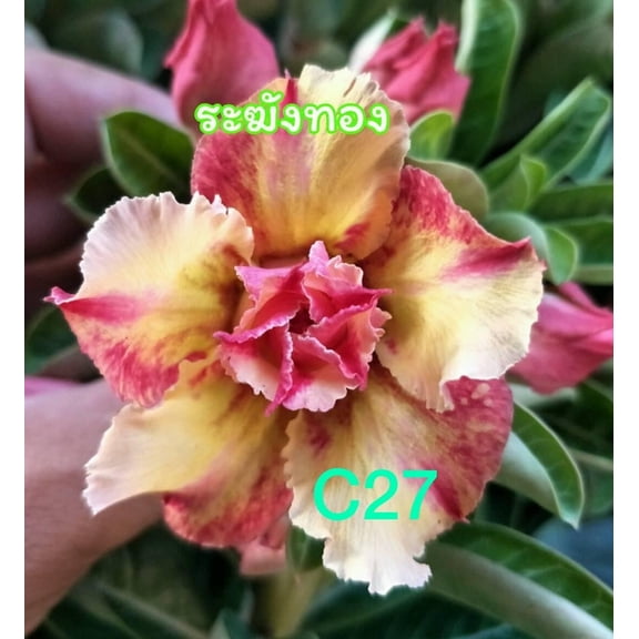 8 Magenta Yellow Desert Rose Seeds
