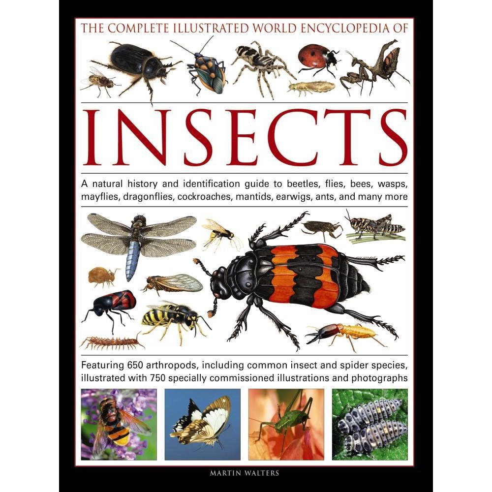 The Complete Illustrated World Encyclopedia of Insects (Hardcover