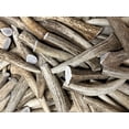thumbnail image 3 of Elkhorn Premium Chews Small whole (4-6” long) elk antler chew for 0-20 lb dogs (1 pack) all-natural premium-grade antler bone, sourced in the USA, 3 of 6