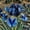 color-a, variant on Quick Sprouting Iris Planting-(Non-Artificial)-Ornamental-Easy Growing, Bloom Year After Year-Beautiful Gift Garden-Premium-Home Decoration-