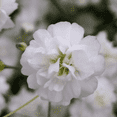 thumbnail image 2 of 30 Stems of Baby's Breath Gypsophilia- Beautiful Fresh Cut Flowers- Express Delivery, 2 of 4