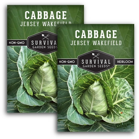 2 packs Jersey Wakefield Cabbage Seed - Non-GMO Heirloom Full Sun Biennial Vegetable