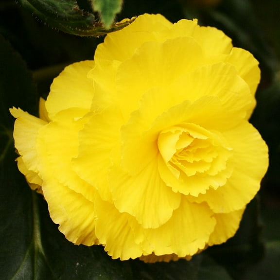 Ruffled Yellow Begonia Flower Bulbs - 3 Tubers per Pack - Deer Resistant - Grows Well In Containers - Easy to Grow Live Plants - Outdoor Garden