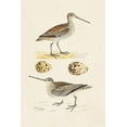 thumbnail image 2 of Morris 17x24 Gold Ornate Wood Framed with Double Matting Museum Art Print Titled - Sandpipers and Eggs III, 2 of 4