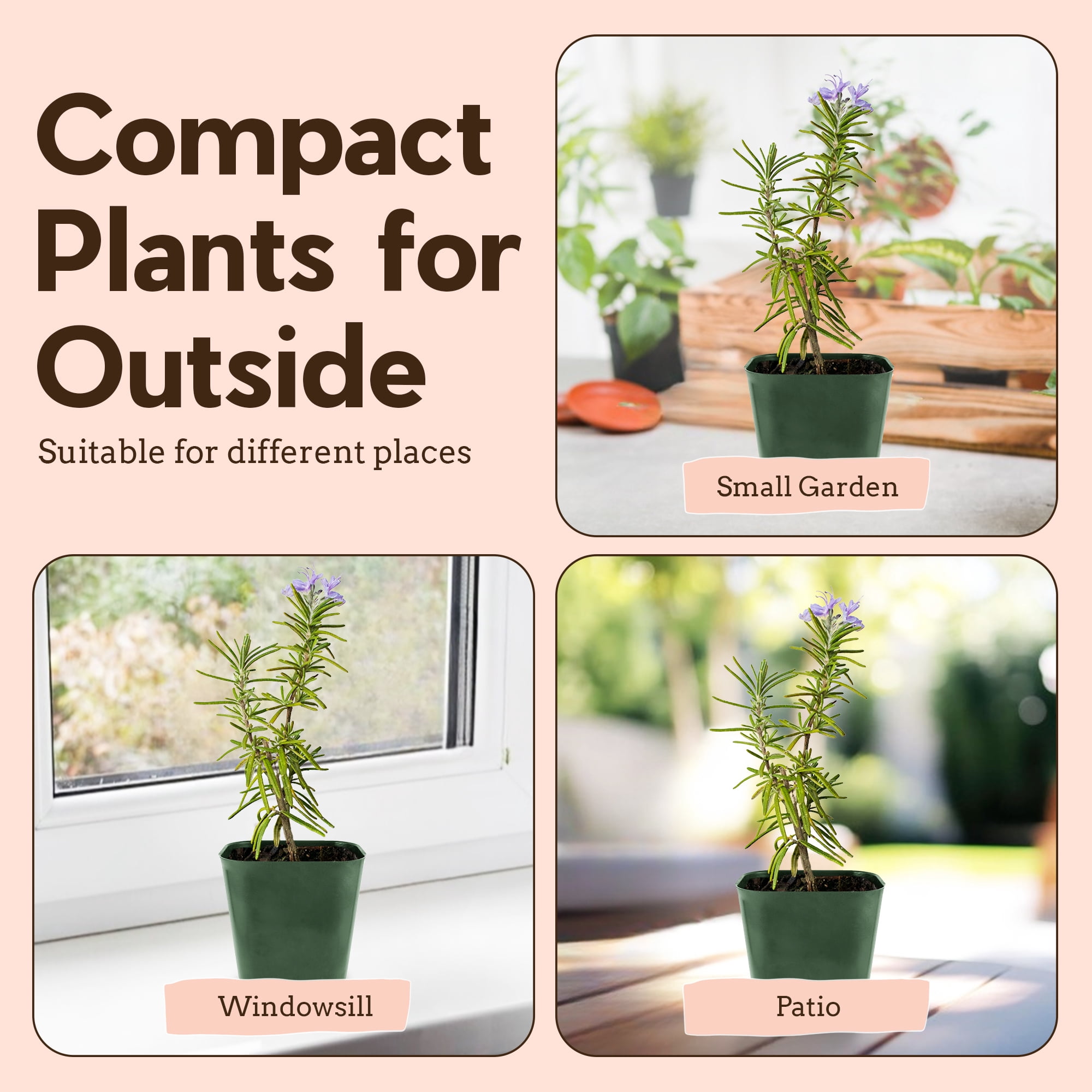 My Shelfie - Rosemary Plant Starter, Aromatic Rosemary Plants Live in 2-Inch Pot, Live Plants 2-3 Inch Tall, Blue-Purple Rosemary Herb Plants, Bee-Friendly, Green, 2-Pack