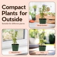 thumbnail image 6 of My Shelfie - Rosemary Plant Starter, Aromatic Rosemary Plants Live in 2-Inch Pot, Live Plants 2-3 Inch Tall, Blue-Purple Rosemary Herb Plants, Bee-Friendly, Green, 2-Pack, 6 of 9