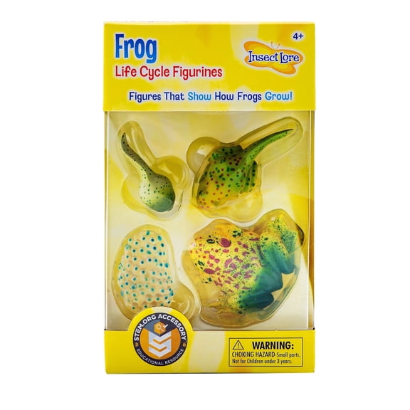 Insect Loreâ„¢ Frog Life Cycle Stages