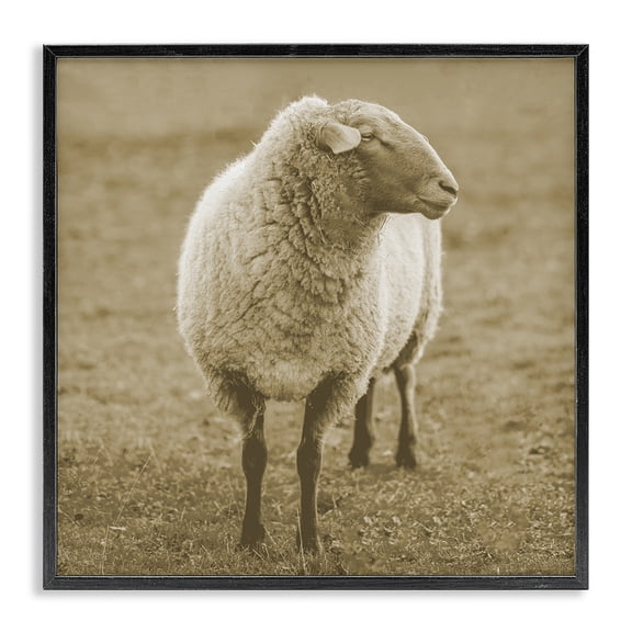 Stupell Industries Rustic Lodge Sheep Grazing Farmland Photography Black Framed Giclee Art, 12 x 12, by Lil' Rue