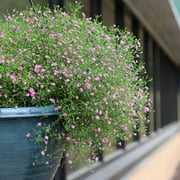 Gypsophila Gypsy Deep Rose Seed