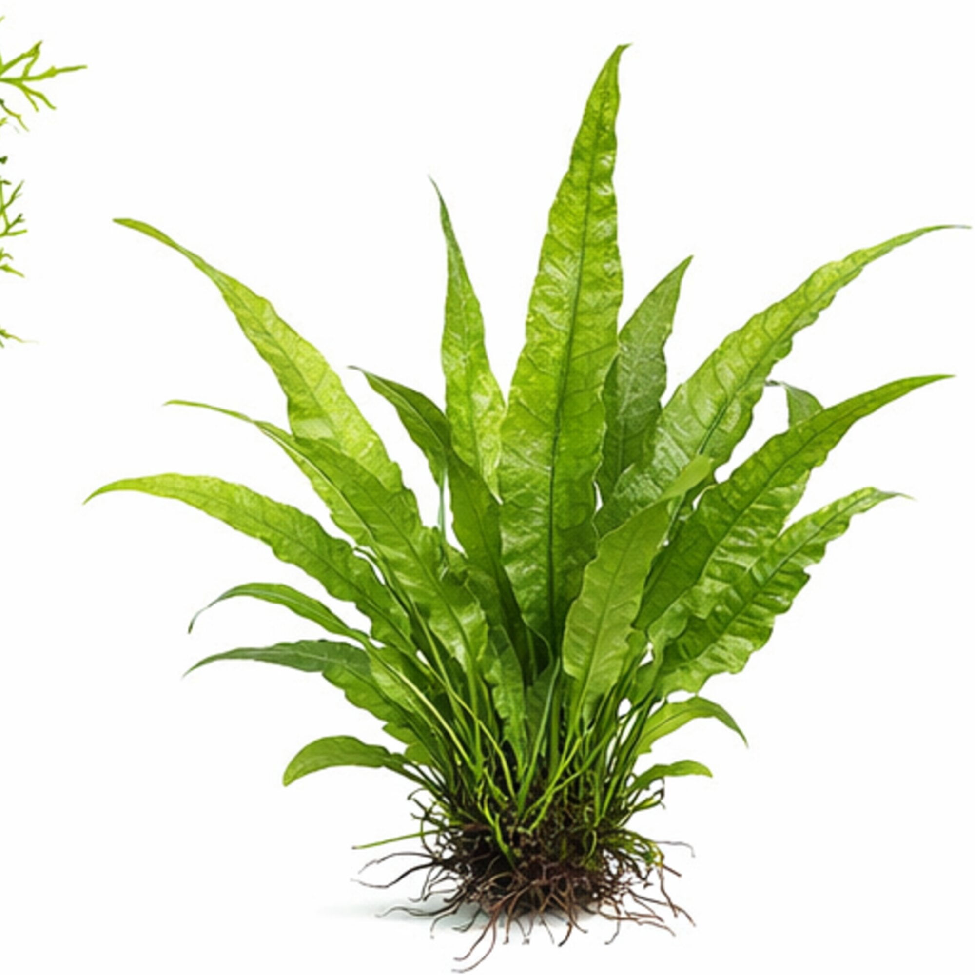Axolotl Live Plants Bundle (10 Plants)