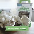 thumbnail image 4 of Back to the Roots Organic Pearl Oyster Mushroom Mini Grow Kit, for Indoor Gardening and Cooking, 4 of 9