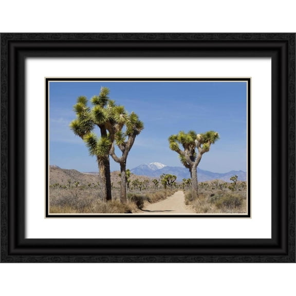 Paulson, Don 32x23 Black Ornate Wood Framed with Double Matting Museum Art Print Titled - CA, Joshua Tree NP Joshua trees and mountains