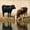 Black Beige, variant on Manfei Rustic Animal Cows Twin Quilt Set 2 Pieces,Vintage Countryside Twin Coverlet Set,Black Beige,1 Bedspread and 1 Pillowcase