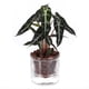 thumbnail image 2 of Maceta de Riego Automático de 4 Pulgadas, Maceta para Violeta Africana, Jardinera de Vidrio con Riego Inferior para Plantas de Interior y Propagación., 2 of 5