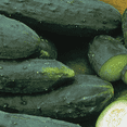 thumbnail image 4 of Ferry-Morse 700MG Cucumber Tendergreen Burpless Annual Vegetable Seeds, Full Sun, 4 of 7