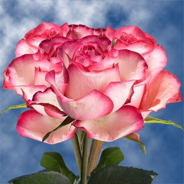 GlobalRose 50 Fresh Cut Pale Pink Roses with Dark Pink Tips - Carrousel Roses - Fresh Flowers For Birthdays, Weddings or
