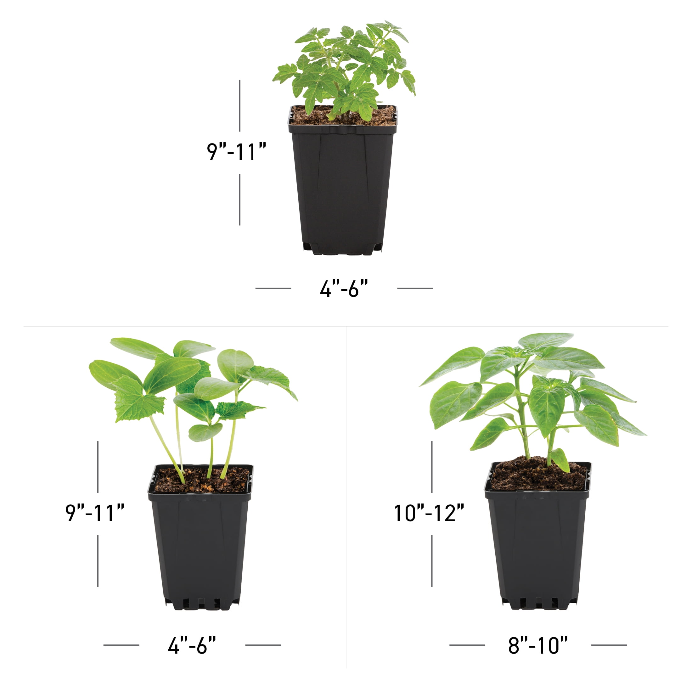 Expert Gardener 1PT Cherry Tomatoes, Cucumbers and Sweet Pepper Mix Live Edible Plant, (6-Pack) Full Sun