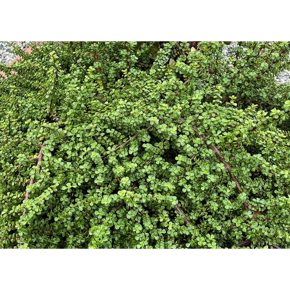 20 cuttings Elephant bush Portulacaria afra Succulent cactus red stem plants