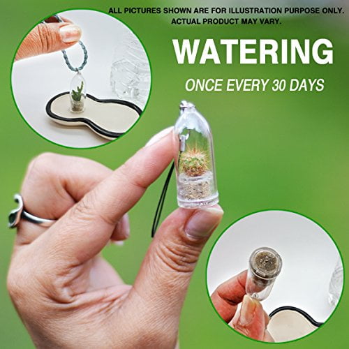 Palms Cactus Live Terrarium Plant Keychain Accessory