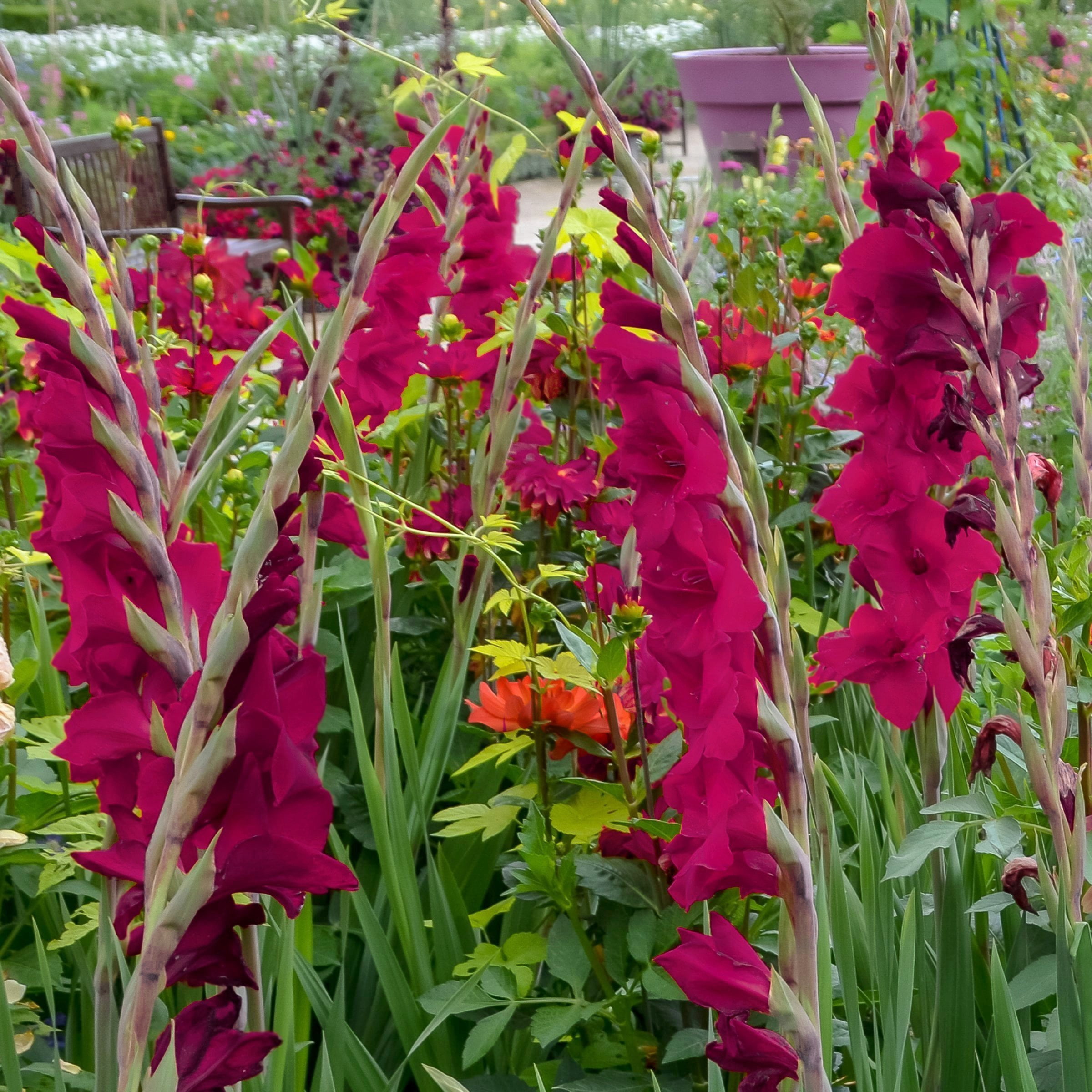National Plant Network Gladioli Mahler Bulbs (20-Pack)